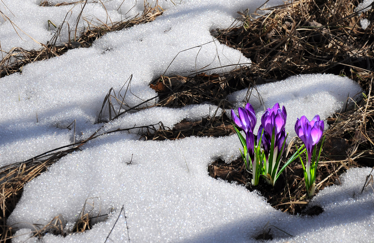 How to Repair Your Lawn after Winter Damage