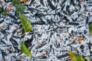 Green autumn leaves and mulch in first snow background