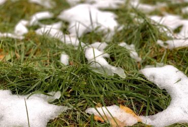 8 Essential Tricks for Taking Care of Your Lawn when the Frost Hits