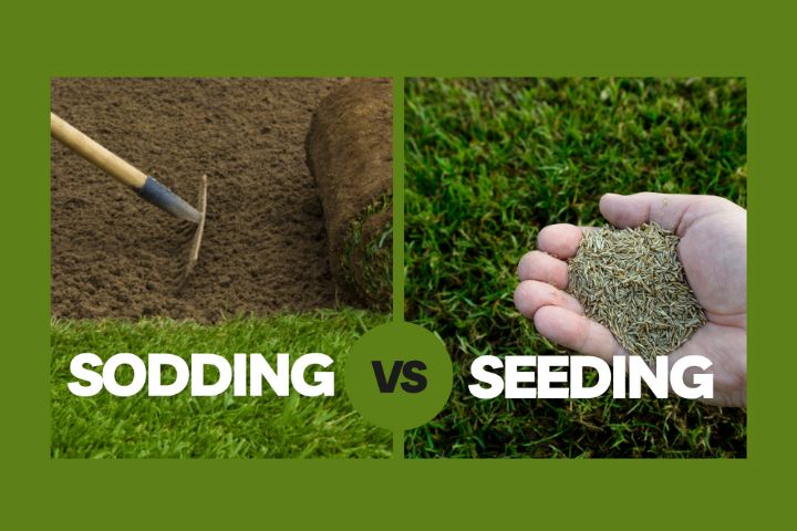 Sodding Vs Seeding