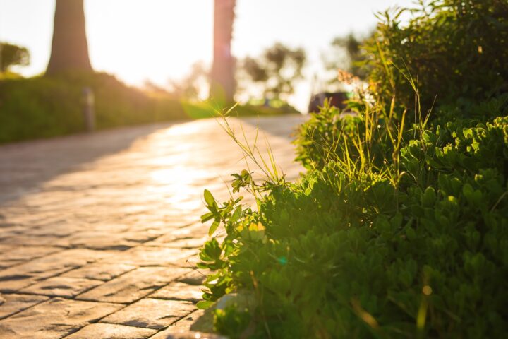 Commercial Landscaping Solution for Tree Root Damage