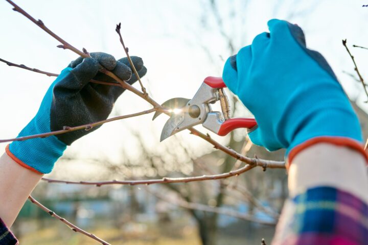 Spring Pruning for Commercial Landscapes